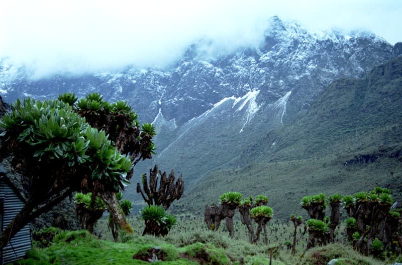 Mist-draped Ruwenzori mountains