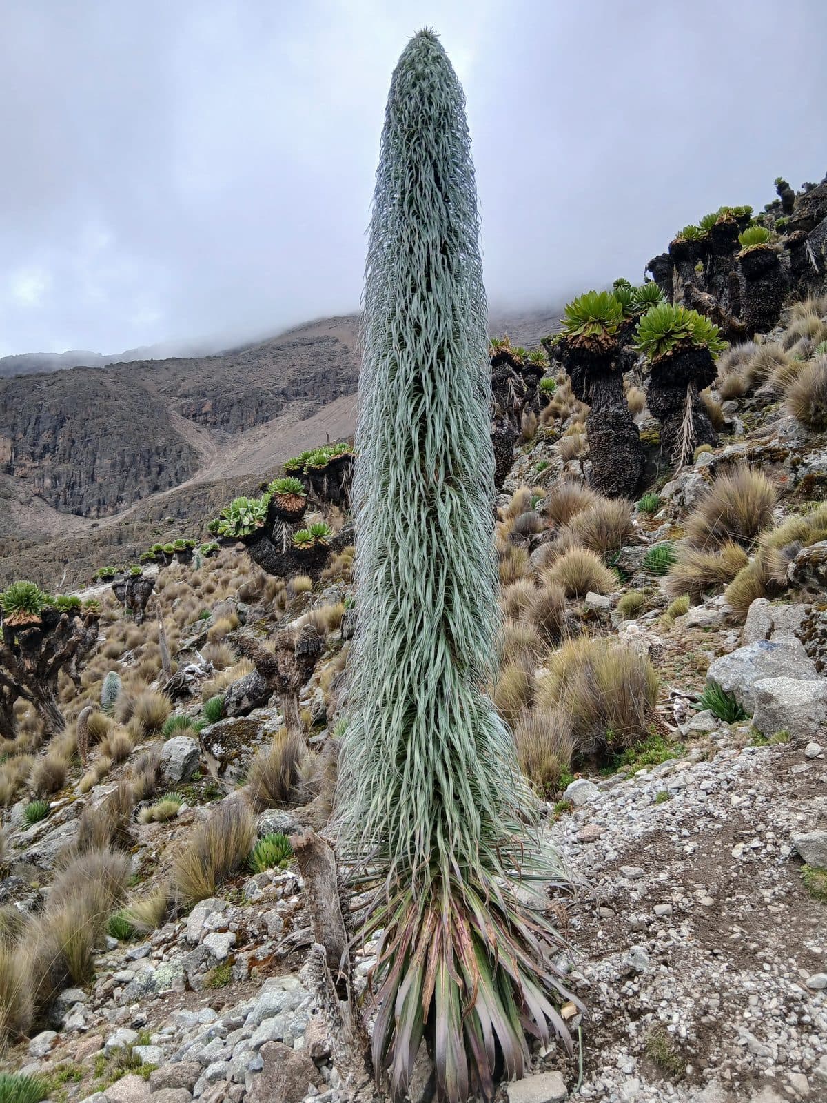 Giant lobelia plant standing tall among rocks on Mount Kenya