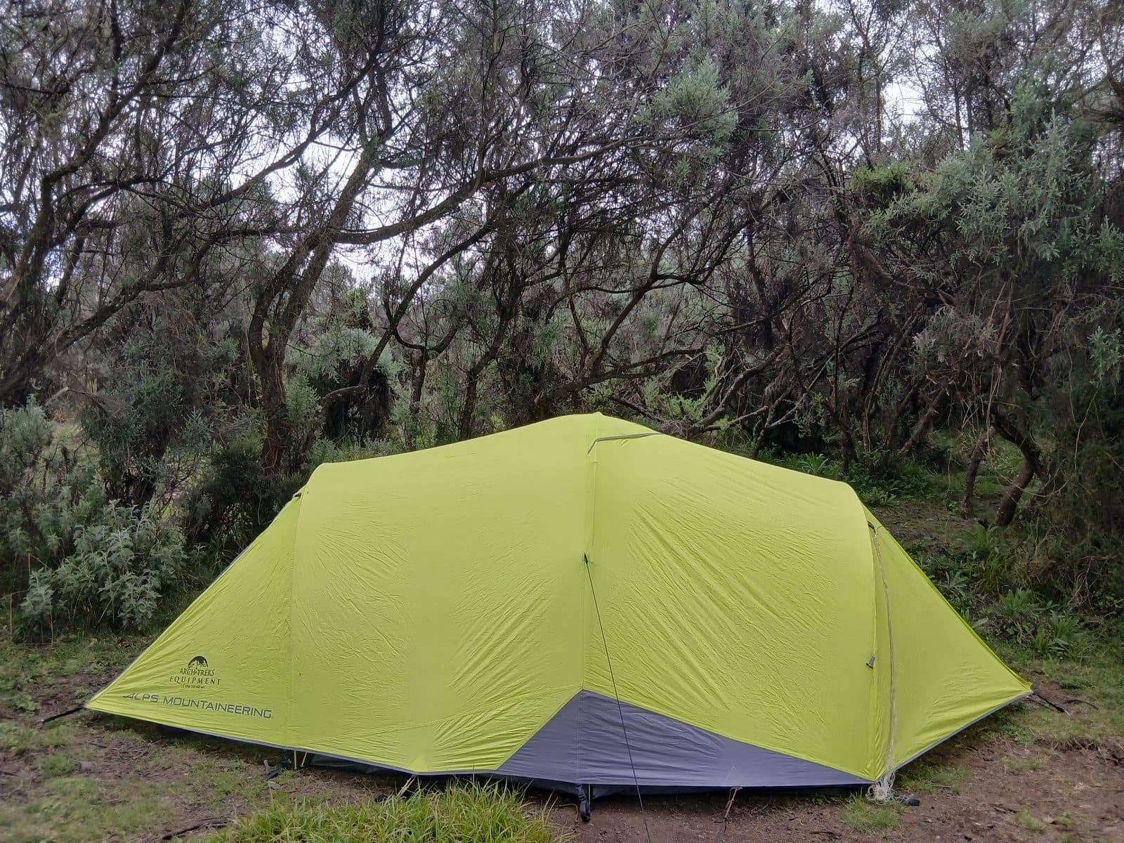 Green tent pitched under the trees in montane forest