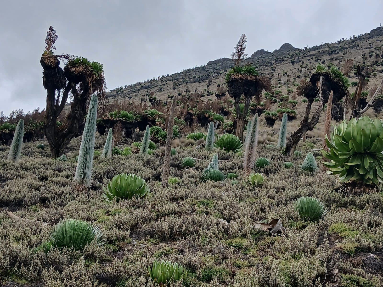 Giant groundsels and lobelias on a high moorland slope