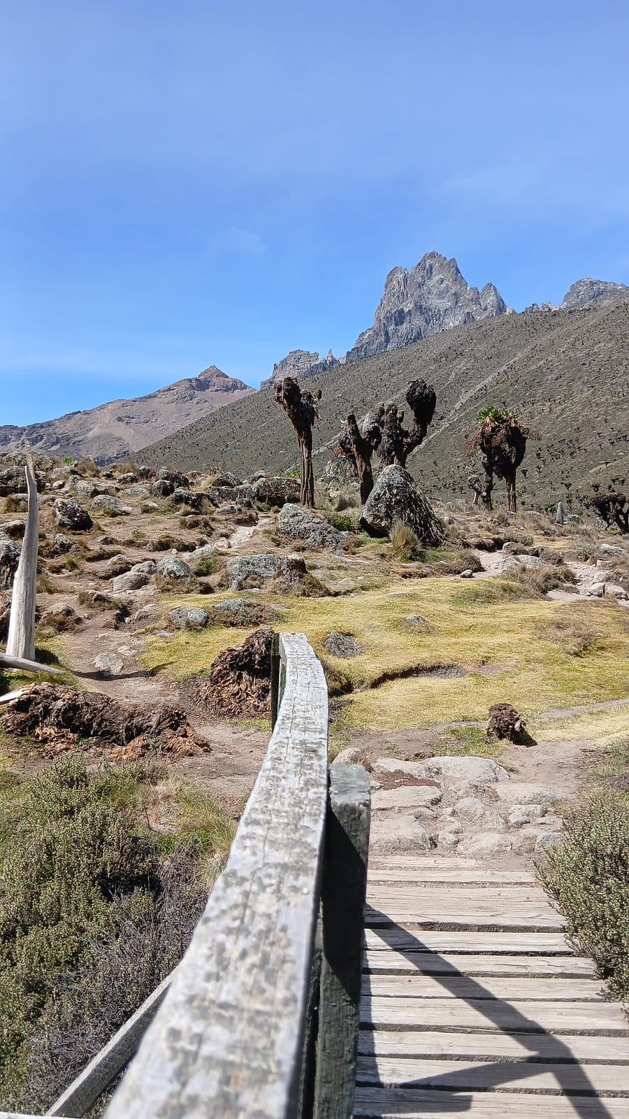Wooden boardwalk leading across the moorland toward Mount Kenya's peaks