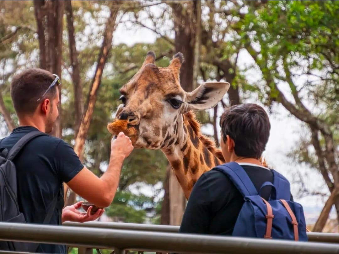 Visitors feeding a Rothschild's giraffe at the Giraffe Centre