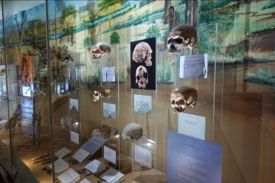 Early human skull casts on display at the Nairobi National Museum