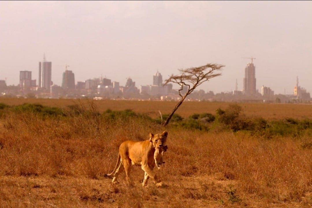 A lioness carrying a cub across Nairobi National Park