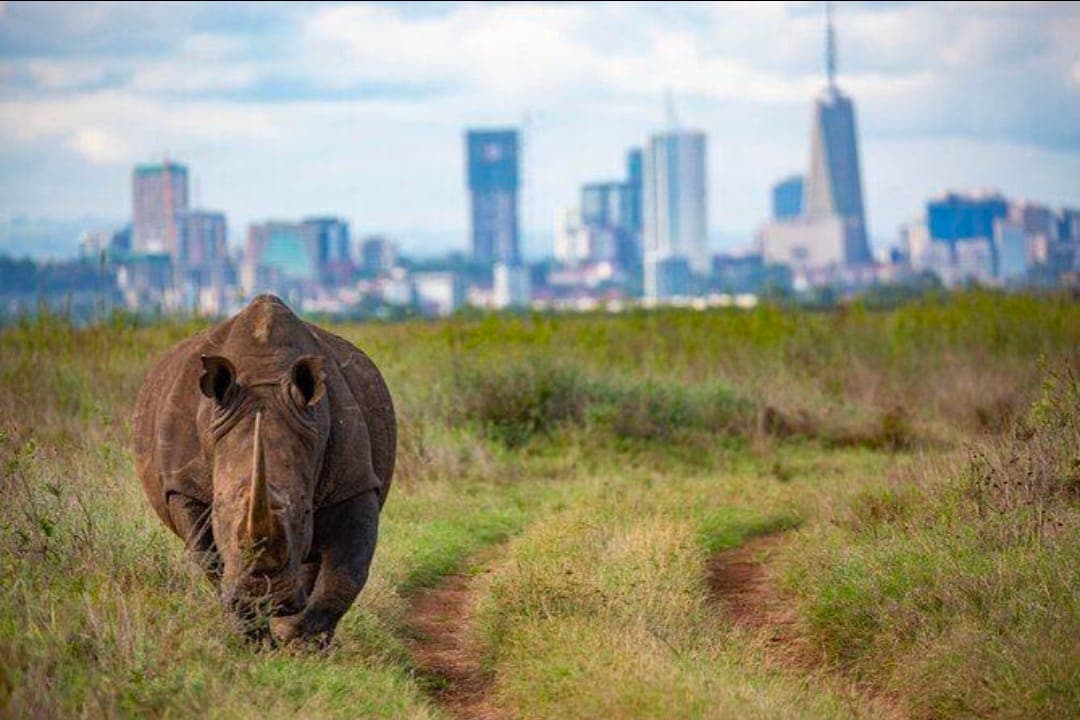 Nairobi Archaeology, Wildlife & Nature Day Expedition