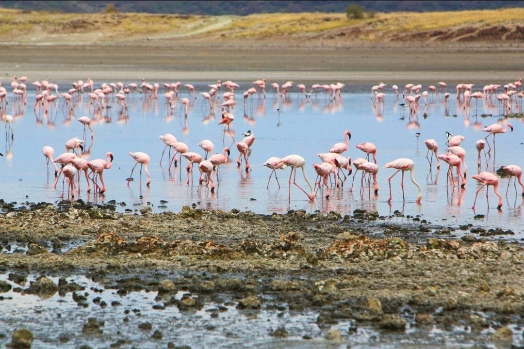 Lesser flamingos feeding in the shallows of Lake Magadi