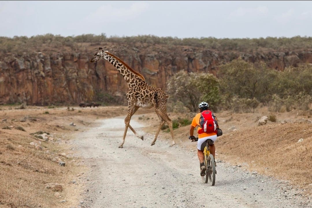 A giraffe crossing the track in front of a cyclist in Hell's Gate
