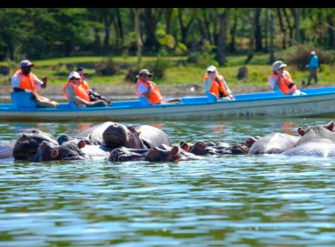 Guests in a boat watching a pod of hippos on Lake Naivasha
