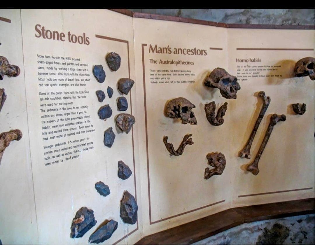 Museum display of stone tools and early human ancestors